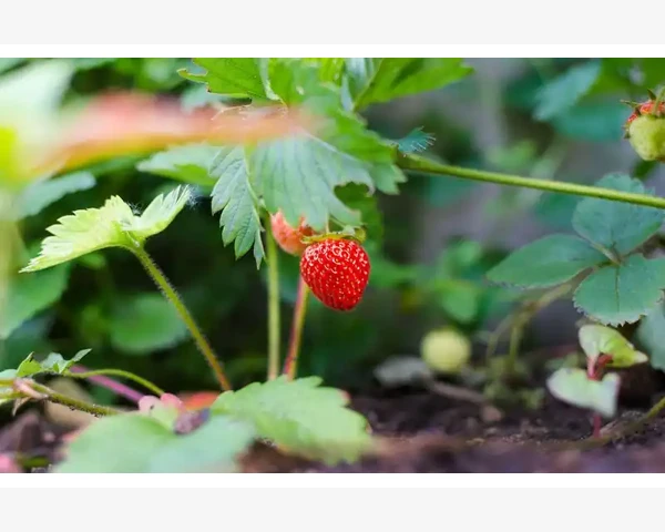 坚果：补气血的天然良药